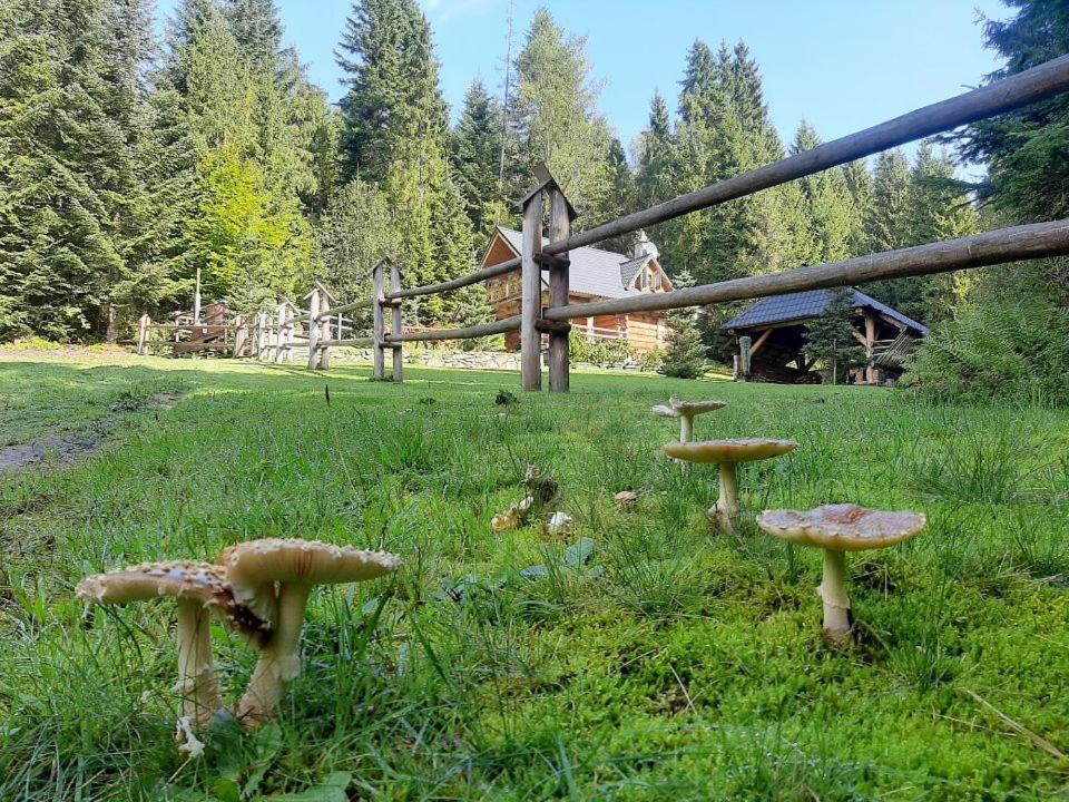 Lesna Bacowka Villa โนวือตาร์ก ภายนอก รูปภาพ